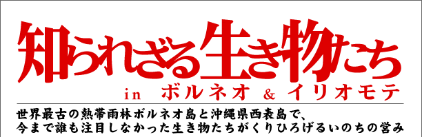 mꂴ鐶